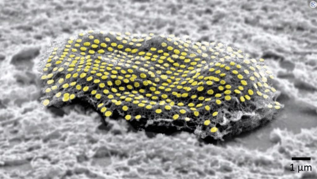 , Τατουάζ στα κύτταρα, νέα μόδα της βιοτεχνολογίας, TechWar.gr