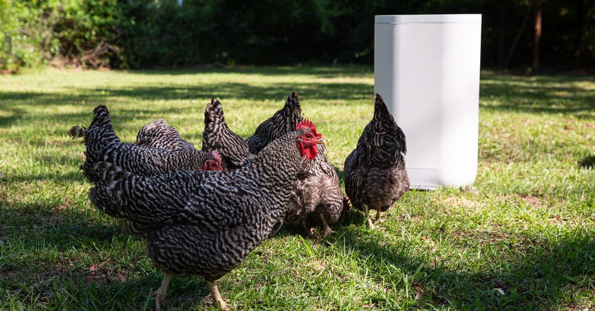 Mill Kitchen Bin review: trying to save the planet and feed the chickens