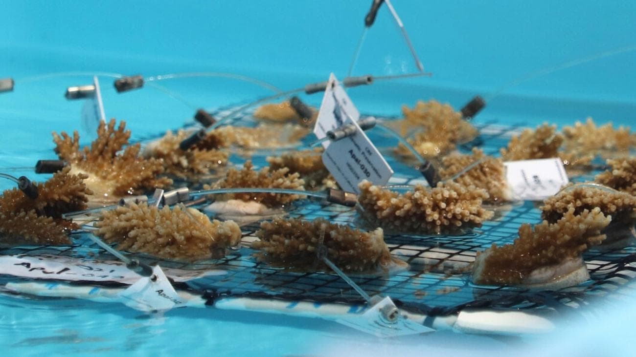 Elkhorn coral fragments in lab