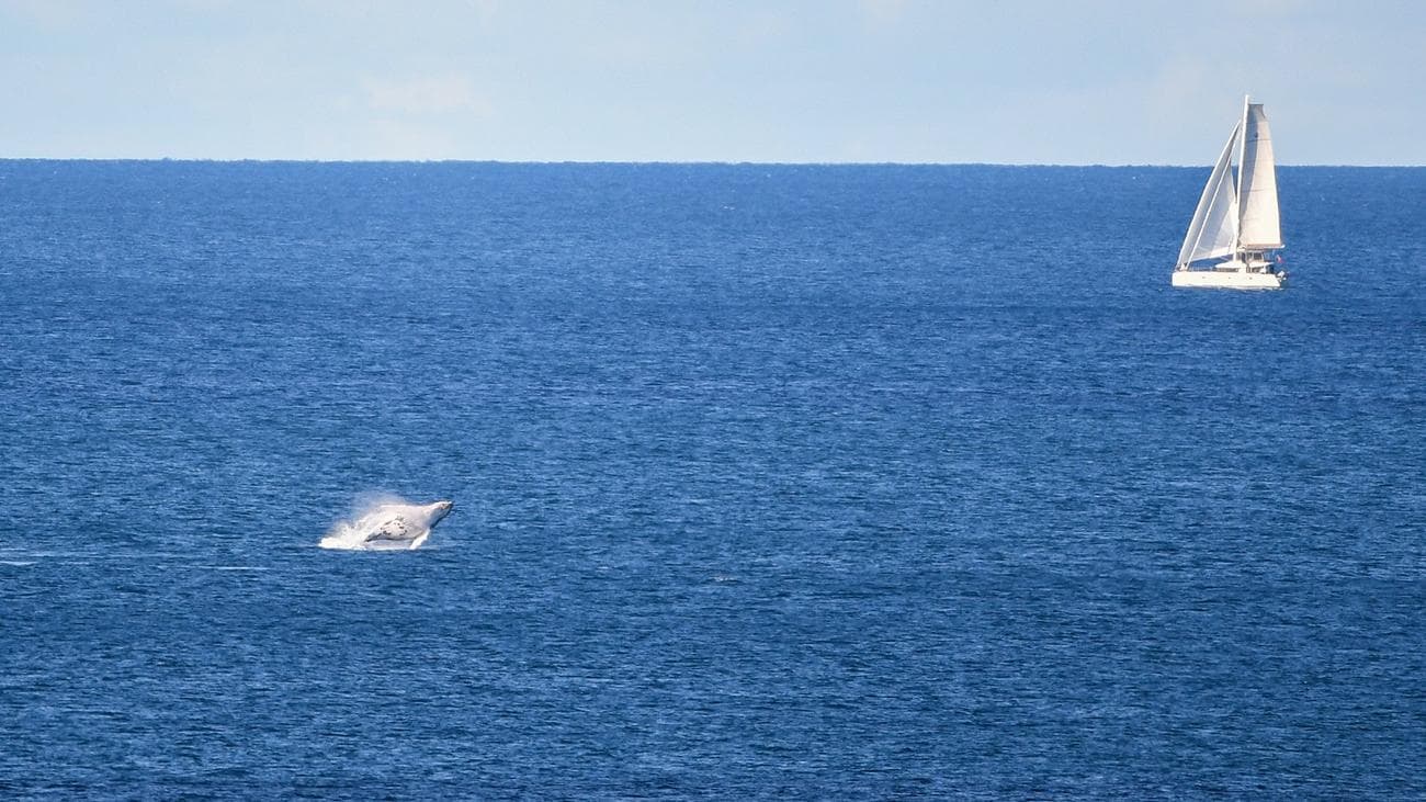 While meme lovers project emotions and perspectives onto these particular wild animals, scholars of critical animal studies suggest that nonhuman animals do in fact engage in resistance.