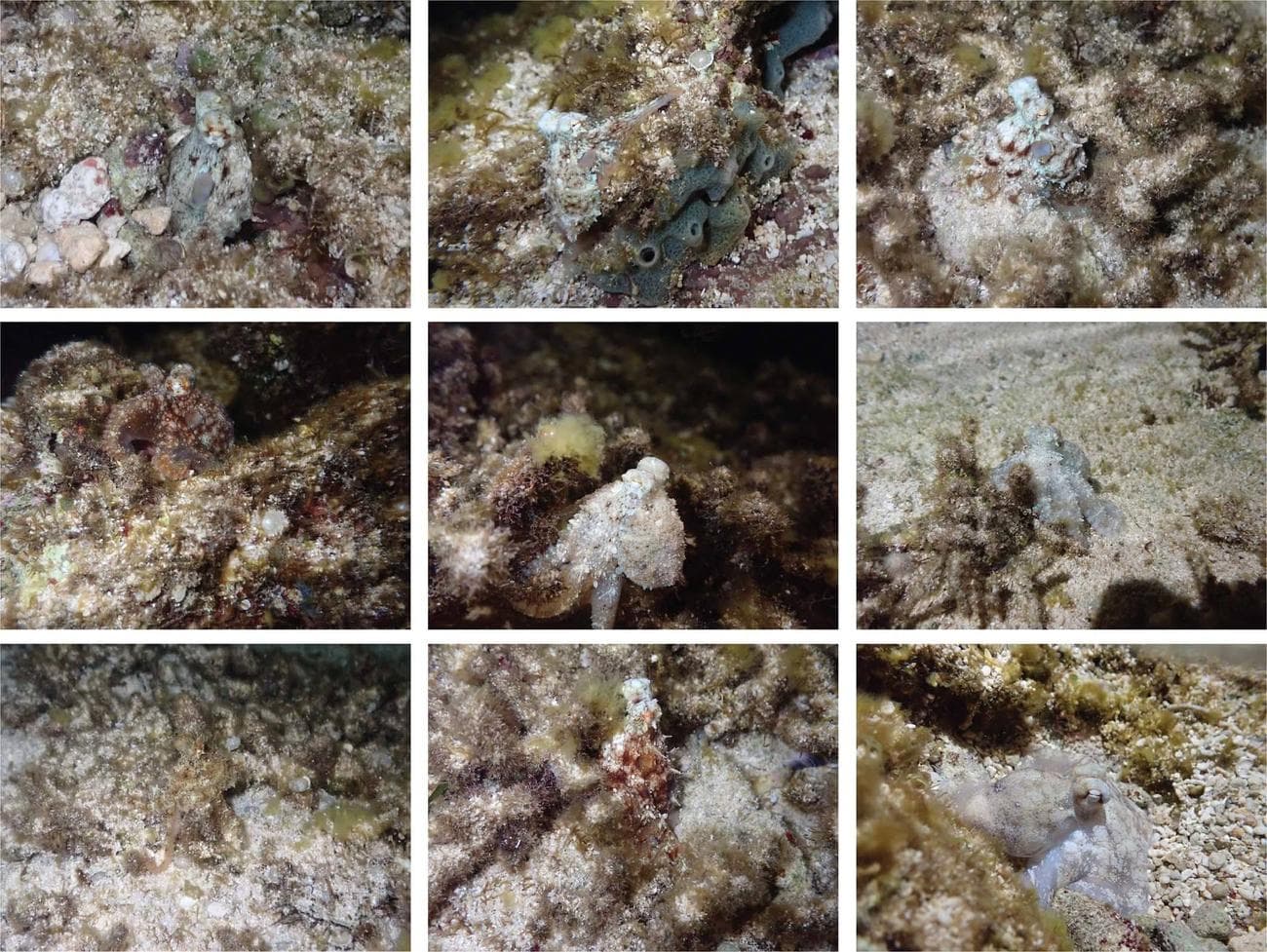 , Περισσότερες αποδείξεις πως τα χταπόδια ονειρεύονται, TechWar.gr