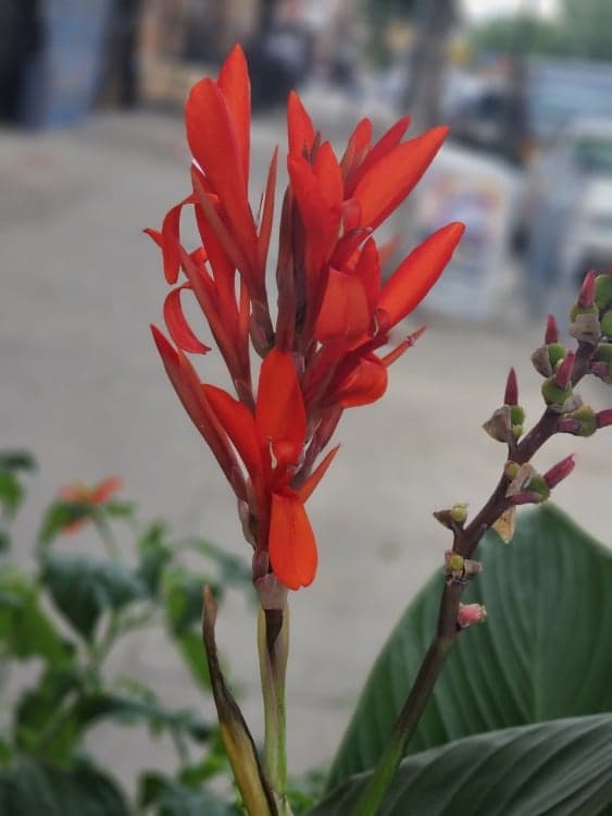 Κόκκινο λουλούδι που φωτογραφήθηκε στο Z Fold 5 σε λειτουργία πορτραίτου