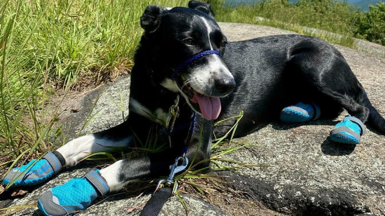 , Επιλογές για την Εθνική Ημέρα Σκύλων: 11 από τα αγαπημένα μας προϊόντα για τα πουγκάκια μας, TechWar.gr