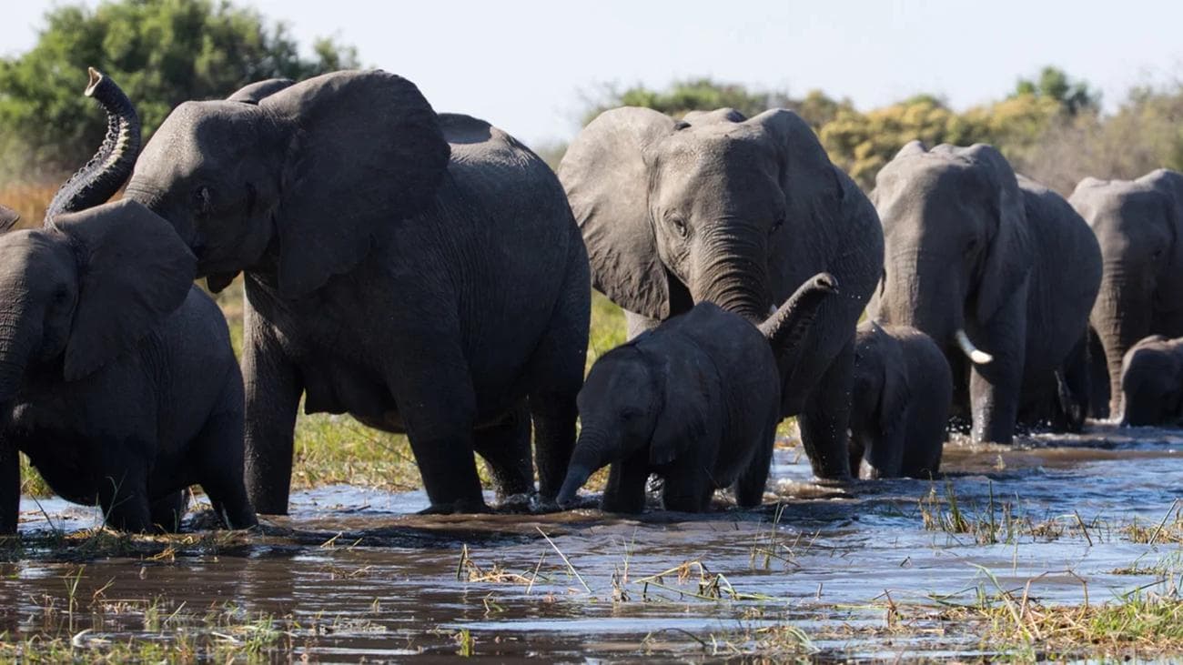 A herd of elephants