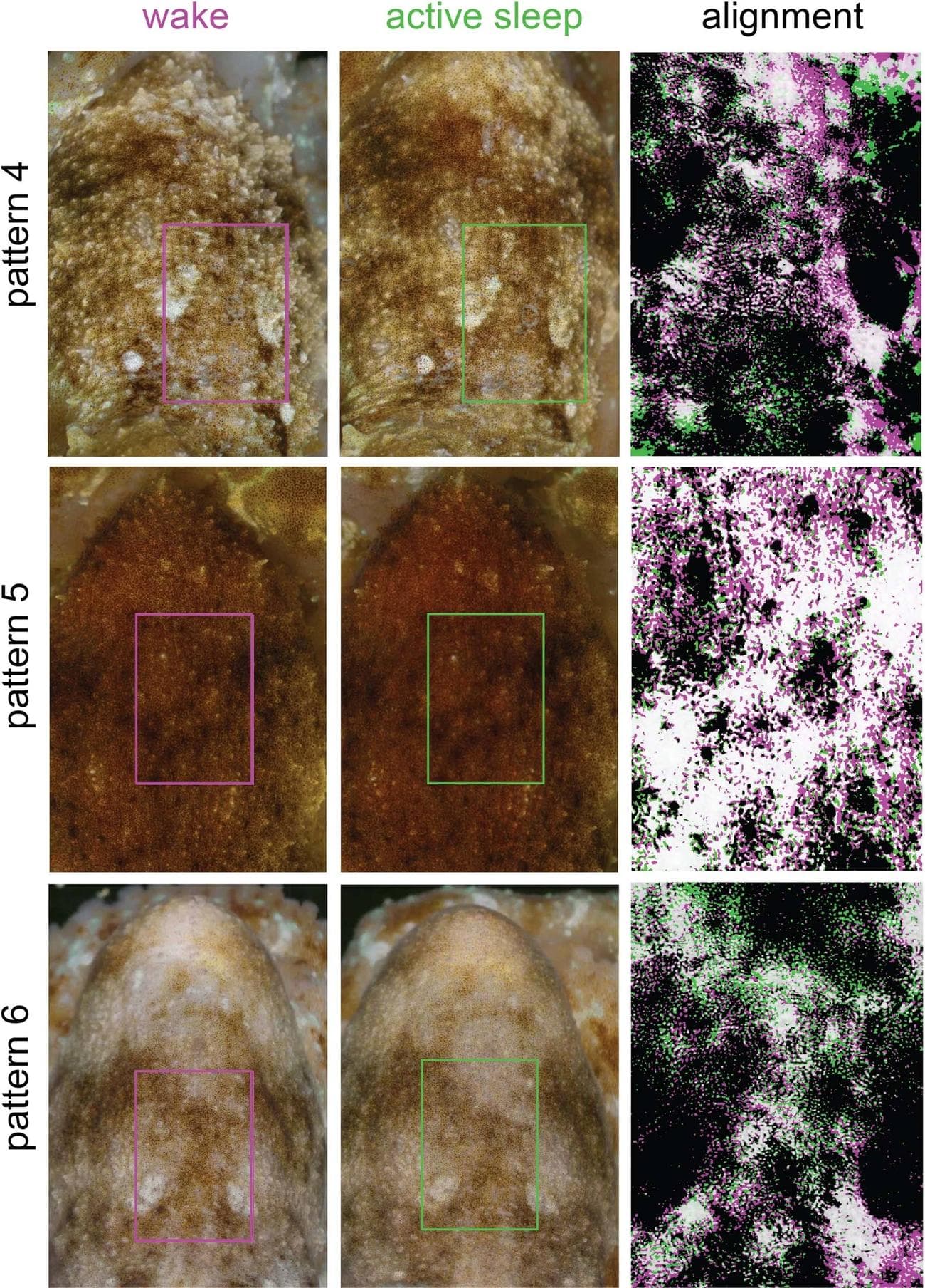 , Περισσότερες αποδείξεις πως τα χταπόδια ονειρεύονται, TechWar.gr