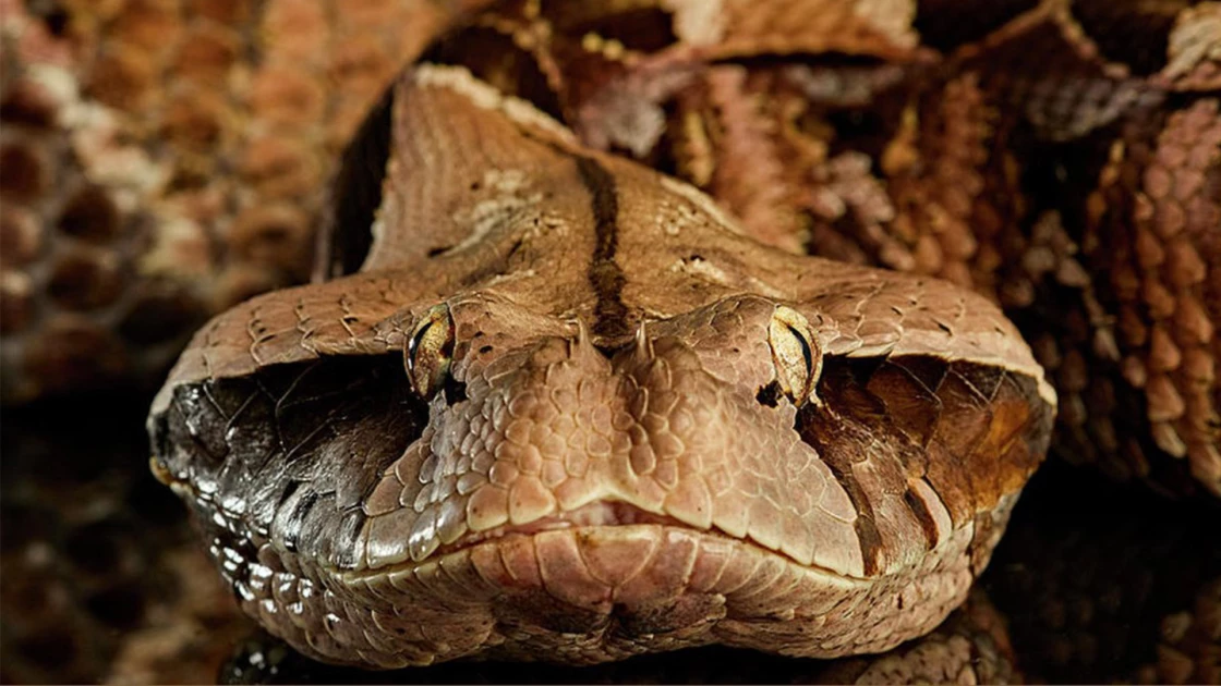 Αυτή είναι η οχιά με τα μεγαλύτερα δόντια στον κόσμο και ζυγίζει 11 κιλά (ΕΙΚΟΝΕΣ+ΒΙΝΤΕΟ)