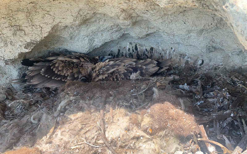 , WWF Hellas: Καταστροφική πυρκαγιά στη Δαδιά, TechWar.gr