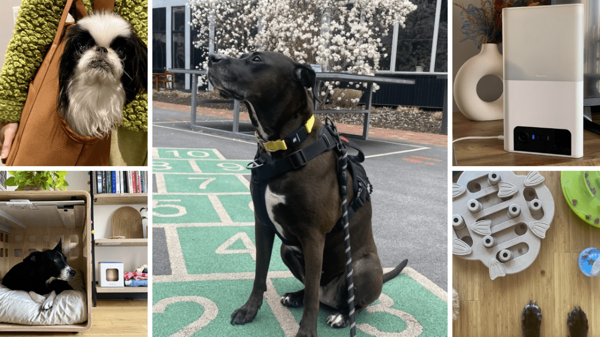 Επιλογές για την Εθνική Ημέρα Σκύλων: 11 από τα αγαπημένα μας προϊόντα για τα πουγκάκια μας
