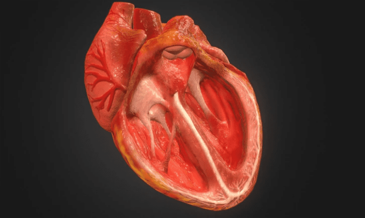 Επιστήμονες δημιούργησαν τον πιο λεπτομερή χάρτη της ανθρώπινης καρδιάς