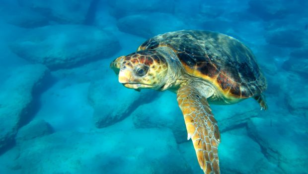 Καρέτα καρέτα: Ρεκόρ φωλιών φέτος στη Ζάκυνθο