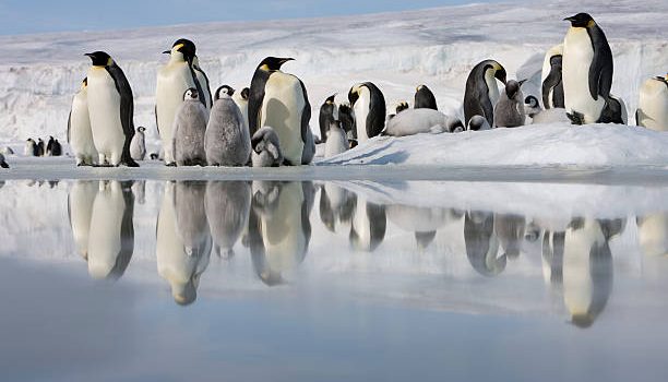 Κλιματική κρίση: Πως επηρεάζει τους αυτοκρατορικούς πιγκουίνους