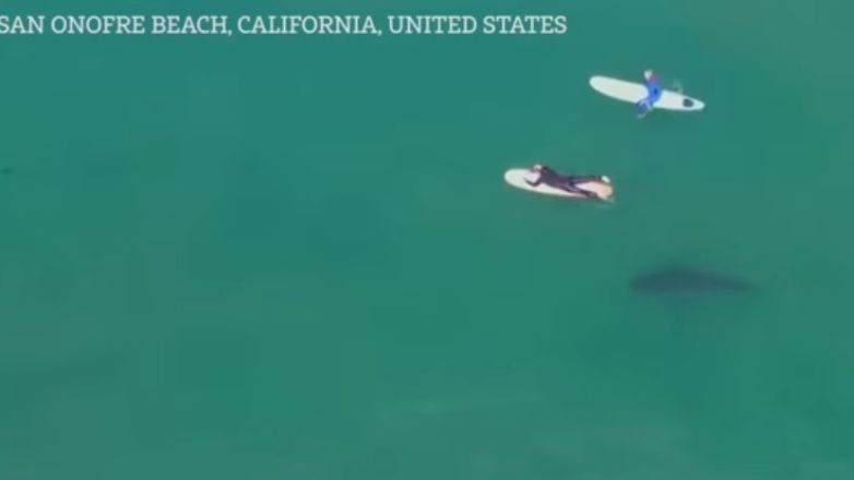 Οι surfer στα… σαγόνια του καρχαρία