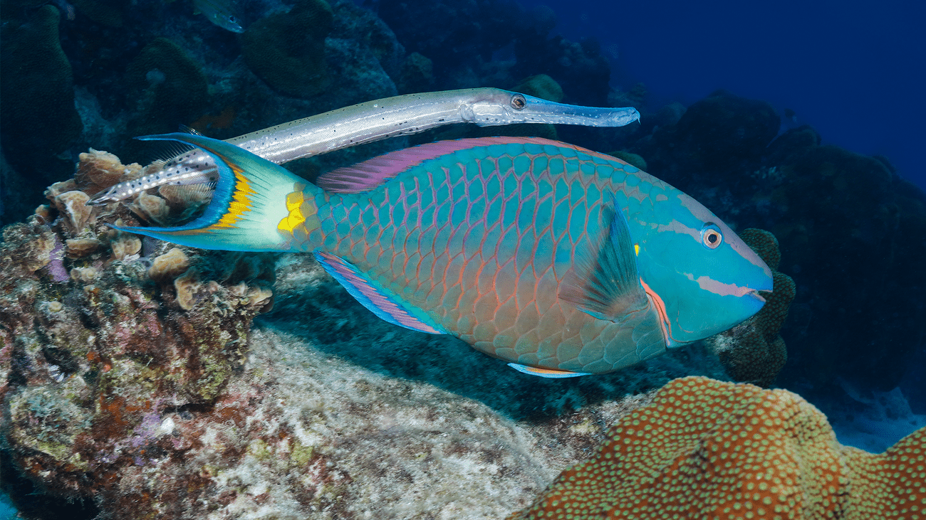 A long and skinny silver trumpetfish uses a colorful parrotfish as camouflage.