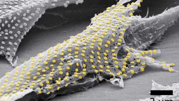 Τατουάζ στα κύτταρα, νέα μόδα της βιοτεχνολογίας