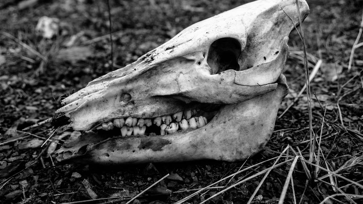 Το Cult of the Dead Cow λανσάρει το πρωτόκολλο κρυπτογράφησης Veild