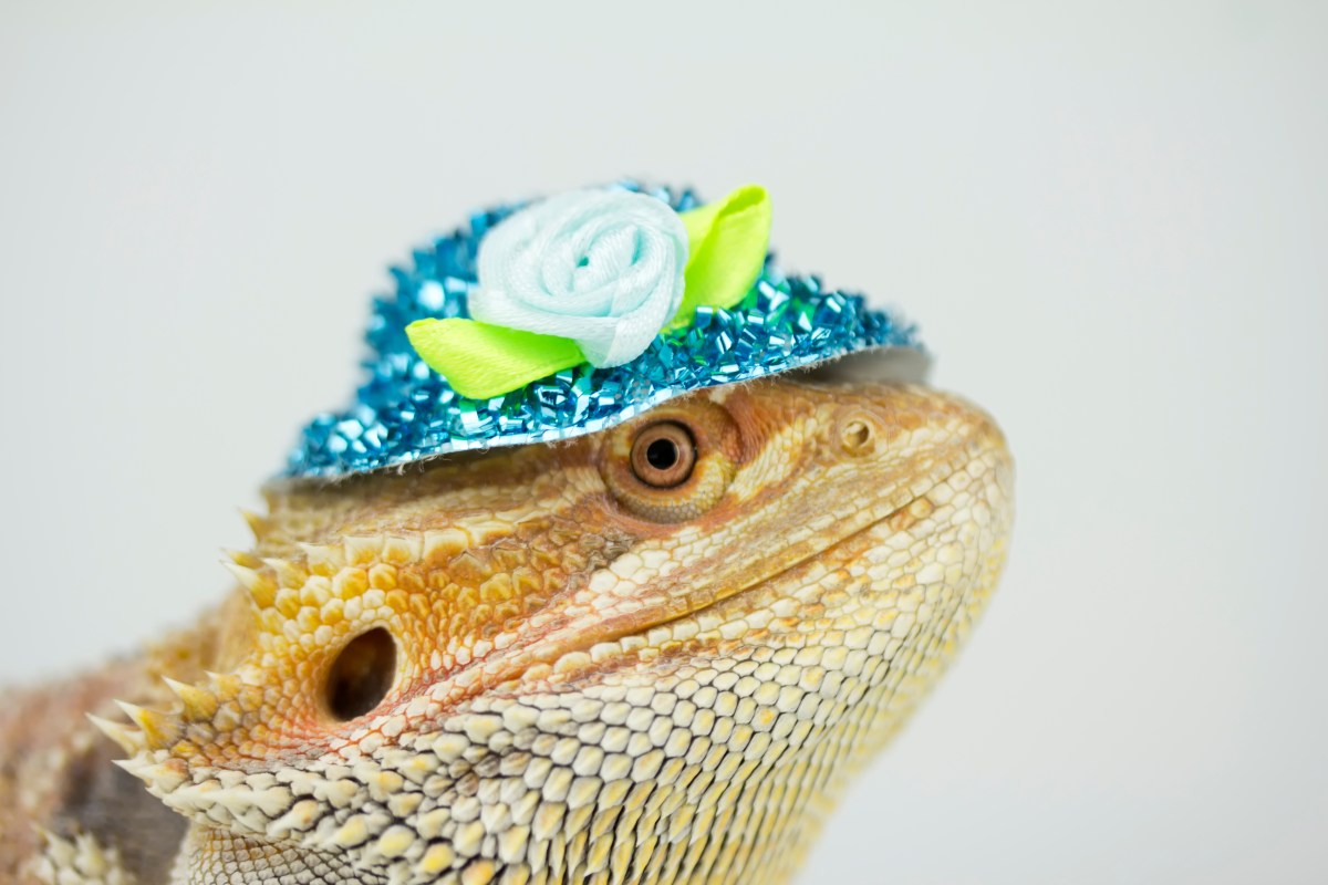  Το SUSE γίνεται ξανά ιδιωτικό |  TechCrunch
