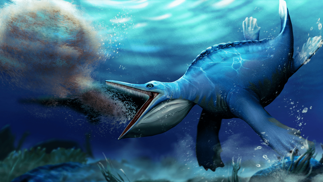 Reconstruction of Hupehsuchus about to engulf a shoal of shrimp. The ancient lizard widely opens its skinny snout and large mouth to swallow a large ball of shrimp.