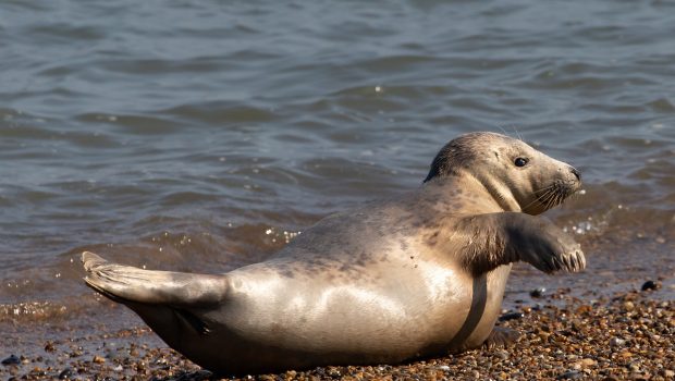 Φώκιες: Τι δεν πρέπει να κάνετε όταν τις συναντάτε