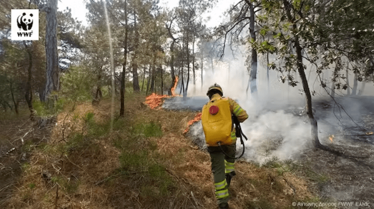 πυρκαγιά στη Δαδιά