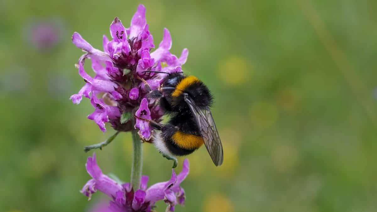 Οι Bumblebees της Ευρώπης αντιμετωπίζουν μεγάλο πρόβλημα

