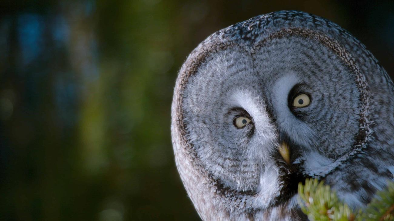 Όλες οι νέες κυκλοφορίες του Netflix ανυπομονώ για την επόμενη εβδομάδα