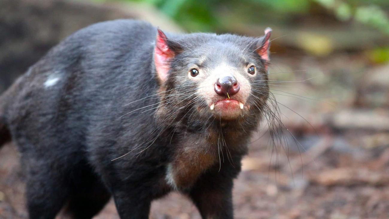 The Tasmanian devils that live on Maria Island in Tasmania, Australia, are the hope of the entire species.