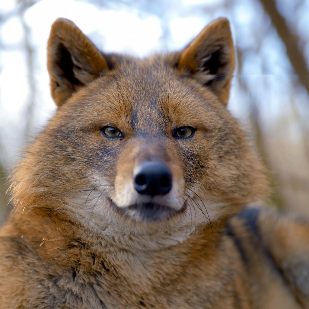 ΤΟ VIASAT NATURE ΣΕ ΤΑΞΙΔΕΥΕΙ ΣΕ ΜΙΑ ΑΓΡΙΑ ΚΑΙ ΥΠΕΡΟΧΗ ΠΕΡΙΠΕΤΕΙΑ ΑΥΤΟΝ ΤΟΝ ΟΚΤΩΒΡΙΟ ΜΕ ΤΟ ΑΦΙΕΡΩΜΑ «Η άγρια φύση της Ευρώπης»… - Digitaltvinfo.gr
