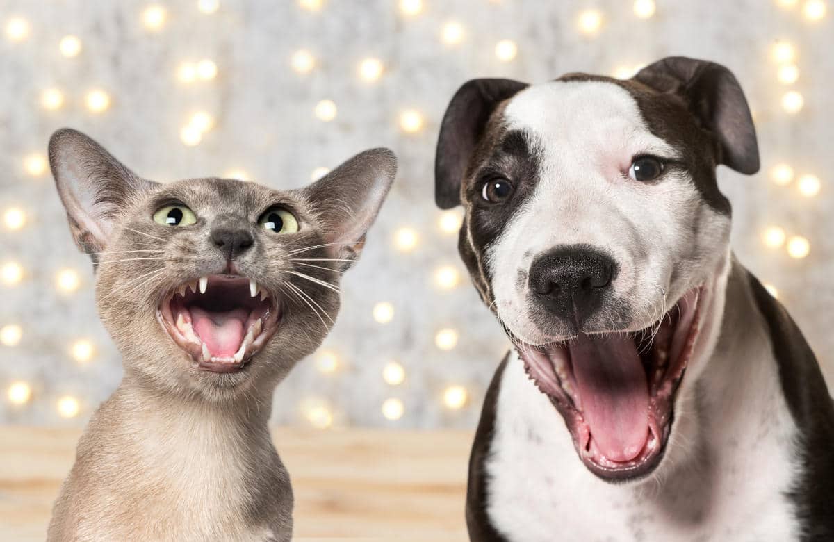 Τα καλύτερα gadget για τα κατοικίδια σας
