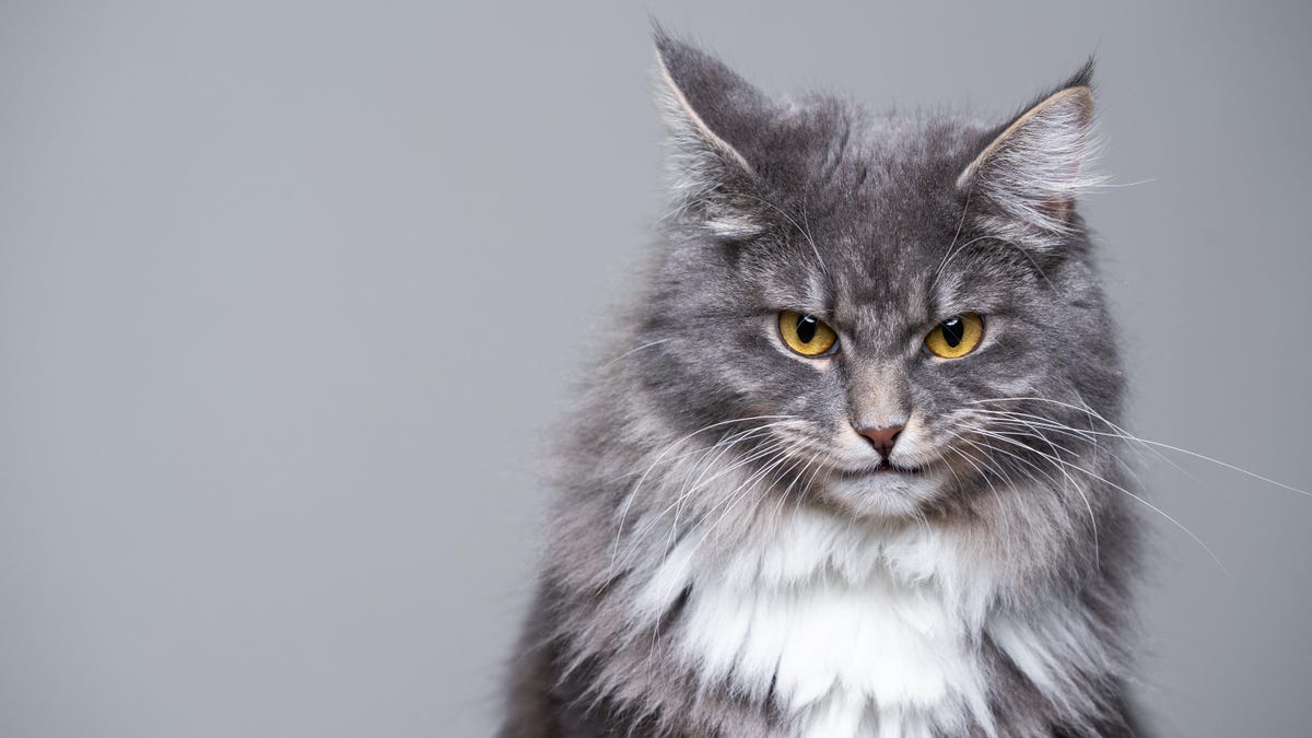 Γυναίκα αποκτά νέα γάτα—και μήνες διάρροιας, στο Πιθανό Ιατρικό Πρώτα
