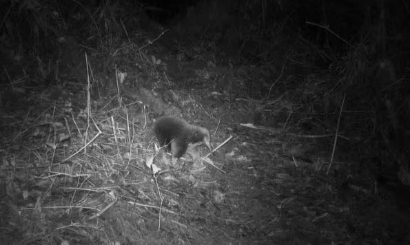 Ινδονησία: «Εμφανίστηκε» μετά από 62 χρόνια σπάνιο θηλαστικό – Σώμα σκατζόχοιρου, ρύγχος μυρμηγκοφάγου