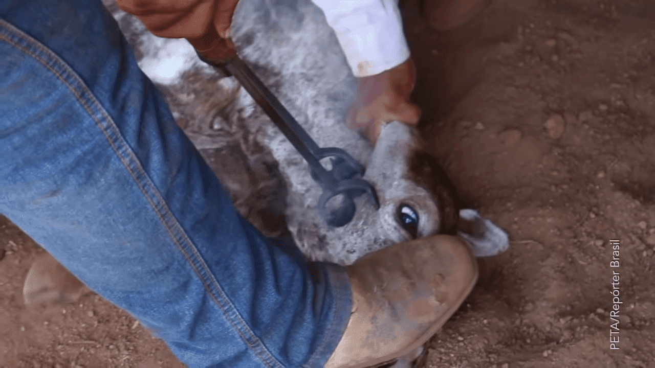 Η Apple ανακηρύχθηκε ως η PETA Εταιρεία της Χρονιάς, Η Apple ανακηρύχθηκε ως η PETA Εταιρεία της Χρονιάς, TechWar.gr