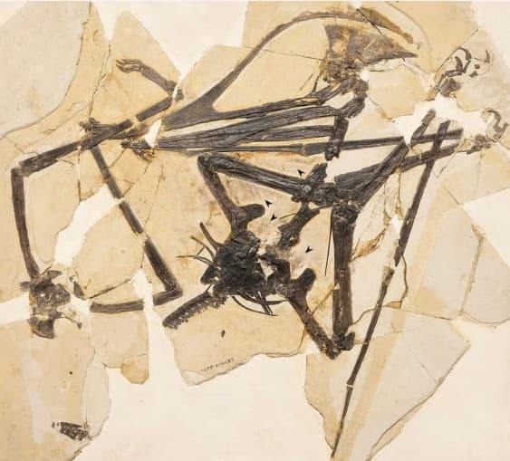 Ανακαλύφθηκε νέο είδος δεινοσαύρου χωρίς δόντια – Έζησε πριν από 113 εκατομμύρια χρόνια, Ανακαλύφθηκε νέο είδος δεινοσαύρου χωρίς δόντια – Έζησε πριν από 113 εκατομμύρια χρόνια, TechWar.GR