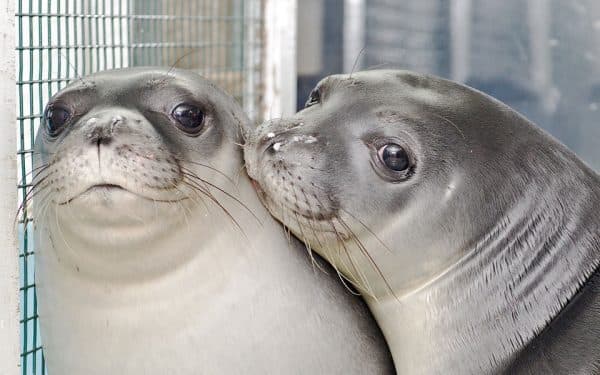 Ο κανιβαλισμός στο ζωικό βασίλειο: Η λίστα με 12 ζώα «κανίβαλους», Ο κανιβαλισμός στο ζωικό βασίλειο: Η λίστα με 12 ζώα «κανίβαλους», TechWar.gr