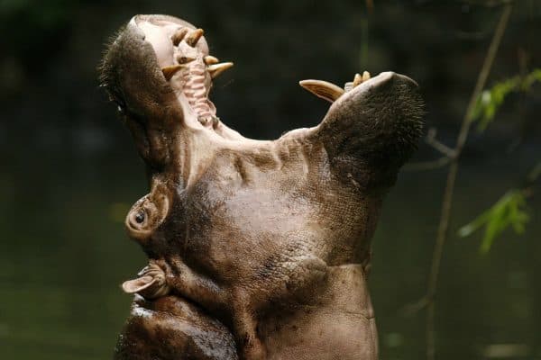 Ο κανιβαλισμός στο ζωικό βασίλειο: Η λίστα με 12 ζώα «κανίβαλους», Ο κανιβαλισμός στο ζωικό βασίλειο: Η λίστα με 12 ζώα «κανίβαλους», TechWar.gr