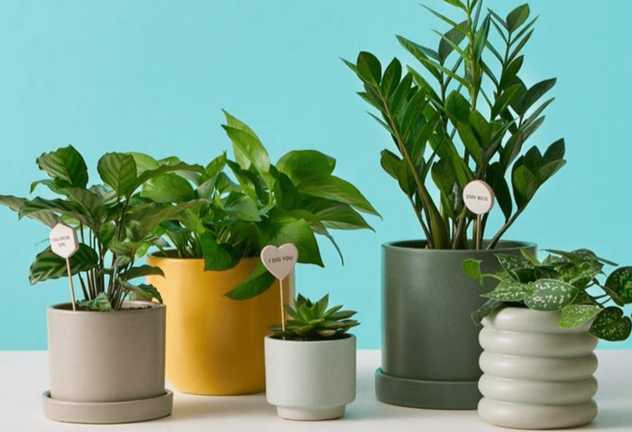 Best digital gifts and subscriptions for when you can't be there in person, Best digital gifts and subscriptions for when you can’t be there in person, TechWar.gr