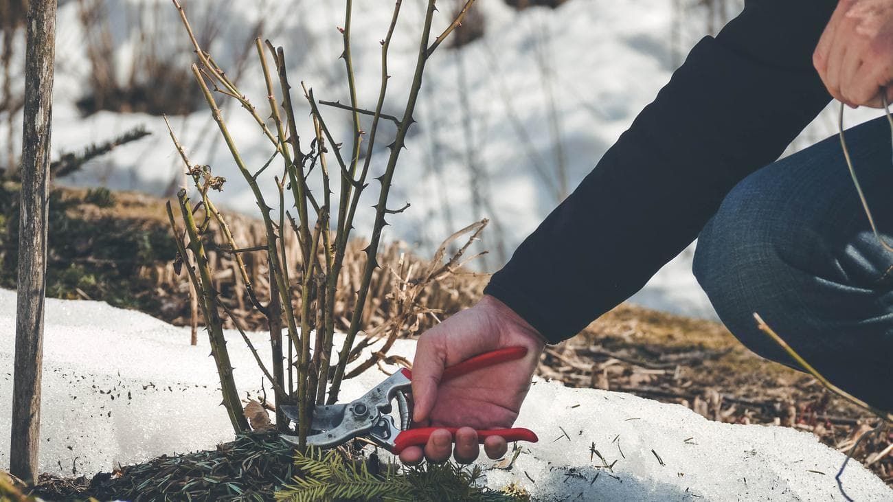 9 χειμερινές δουλειές στον κήπο για να ετοιμάσετε την αυλή σας για την άνοιξη, 9 χειμερινές δουλειές στον κήπο για να ετοιμάσετε την αυλή σας για την άνοιξη, TechWar.gr