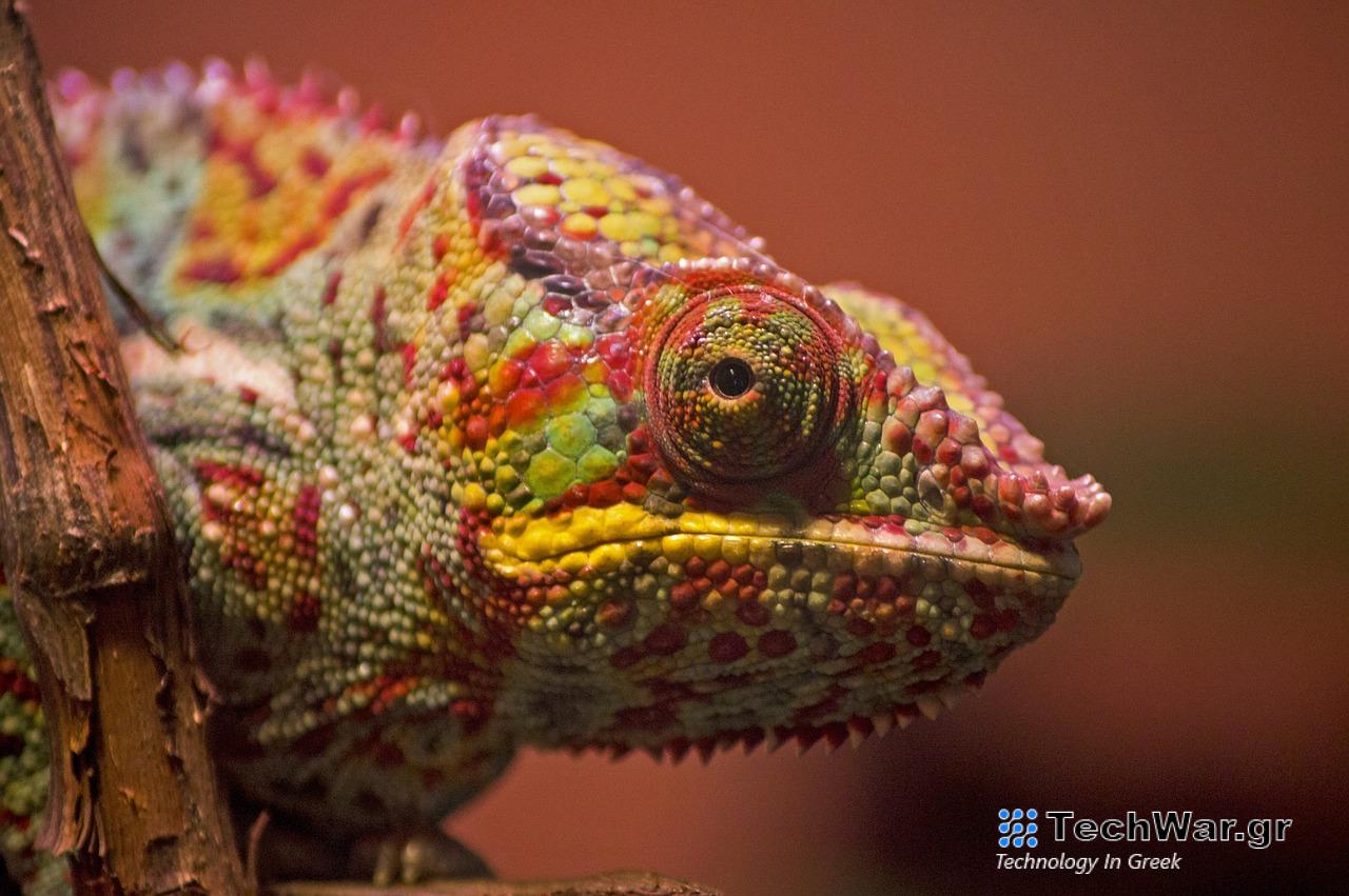 Chameleon