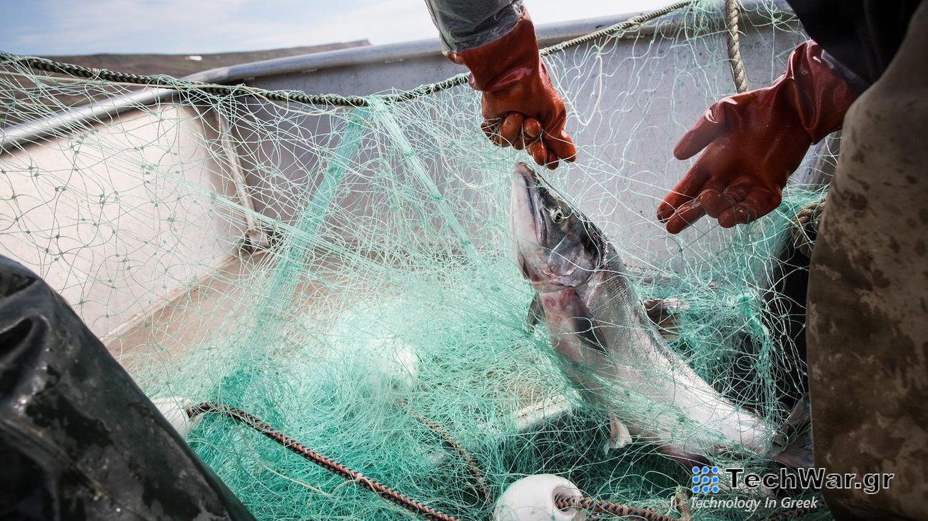 Salmon fishing in Alaska, fisherman in gloves handling fish in net on a boat