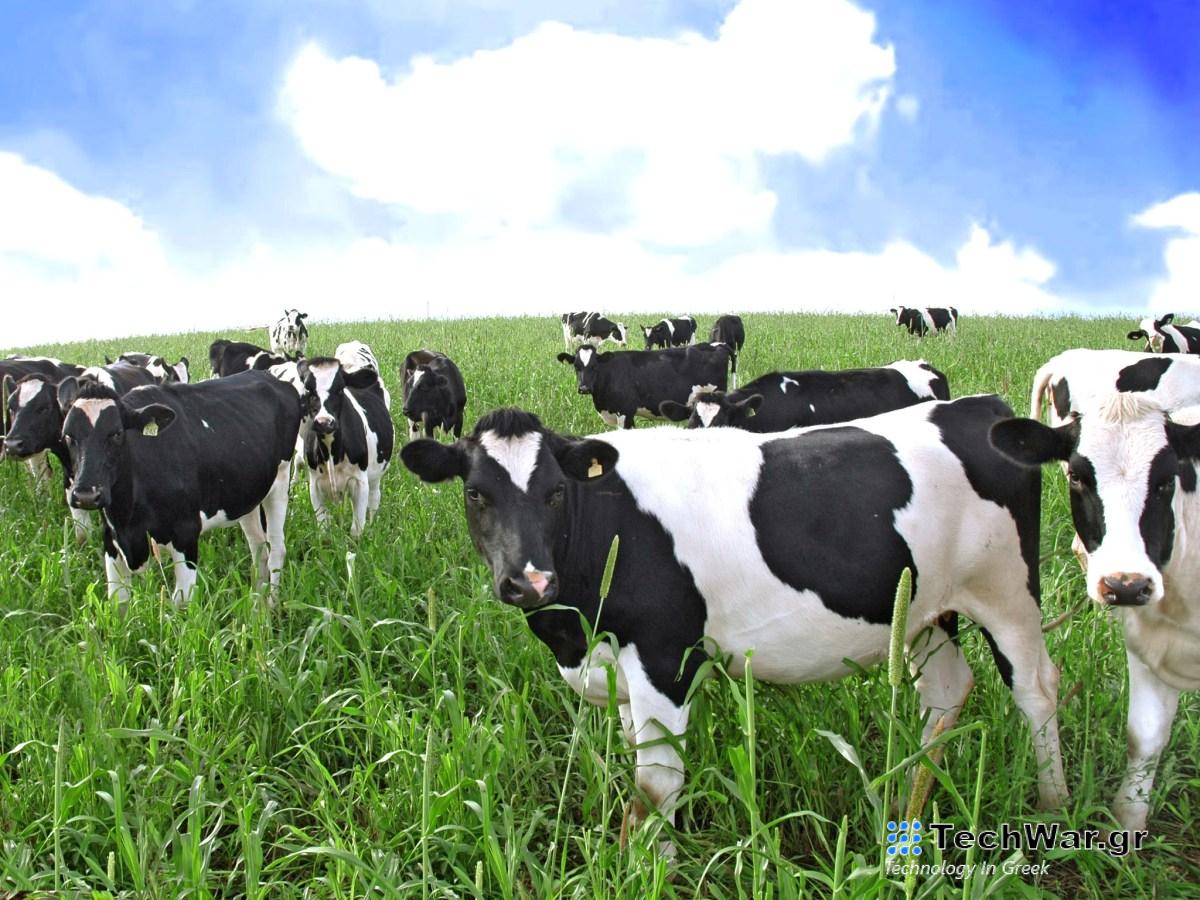 Στον αγώνα ενάντια στο μεθάνιο, ένα βασικό GHG, οι επενδυτές της κοιλάδας πέτυχαν έναν ασυνήθιστο στόχο: Ρέψη αγελάδας
