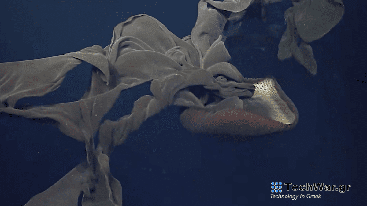 Τα εκπληκτικά πλάνα βαθέων υδάτων που τράβηξαν οι επιστήμονες το 2023