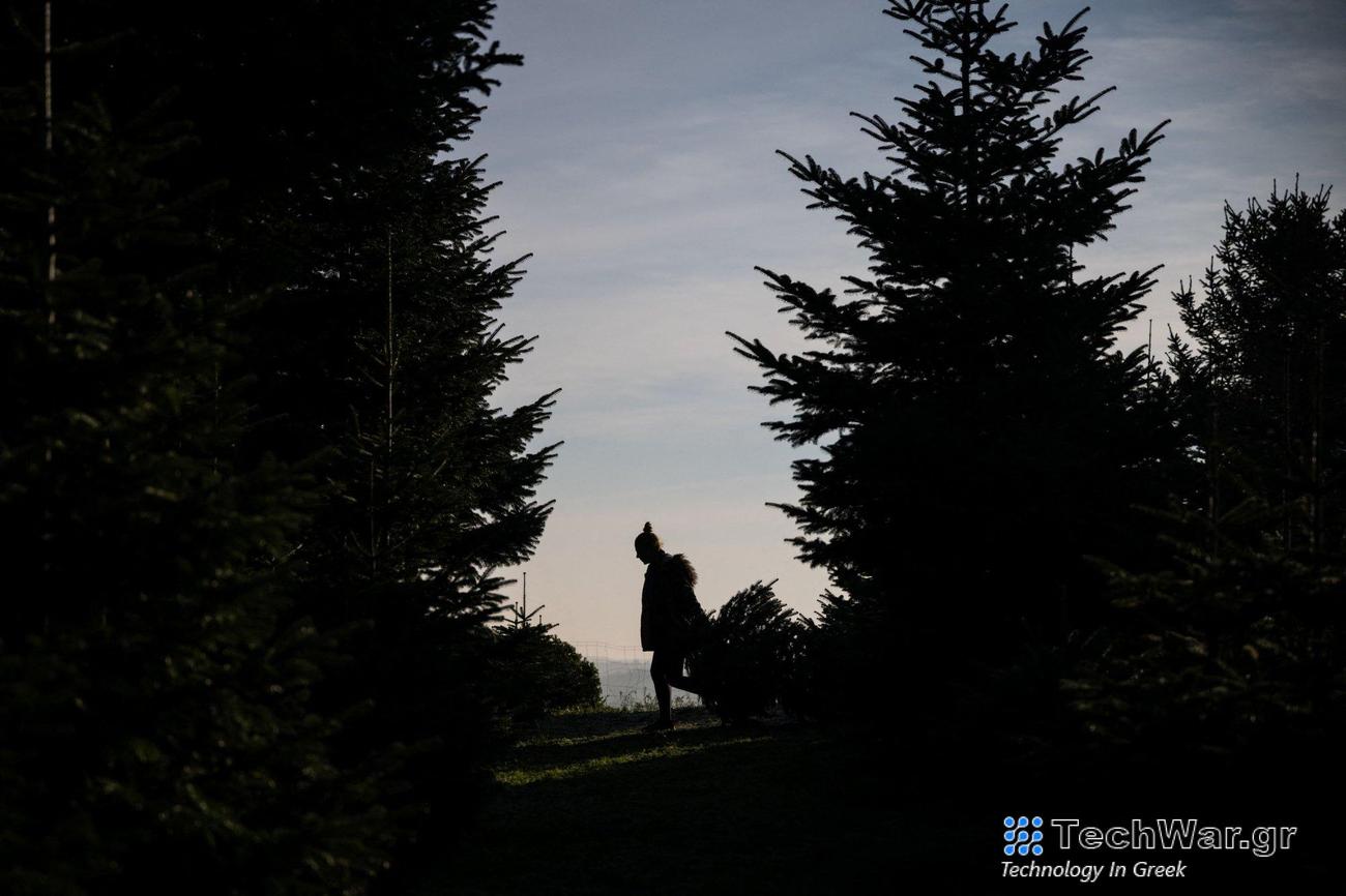 Τα χριστουγεννιάτικα δέντρα δεν είναι και τόσο πράσινα όσο νομίζαμε