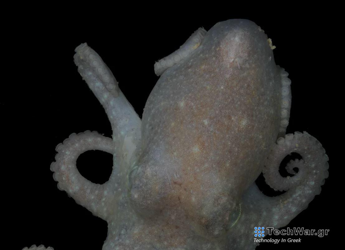 Το DNA του χταποδιού ρίχνει φως σε ένα μακροχρόνιο γεωλογικό μυστήριο / FOXreport.gr