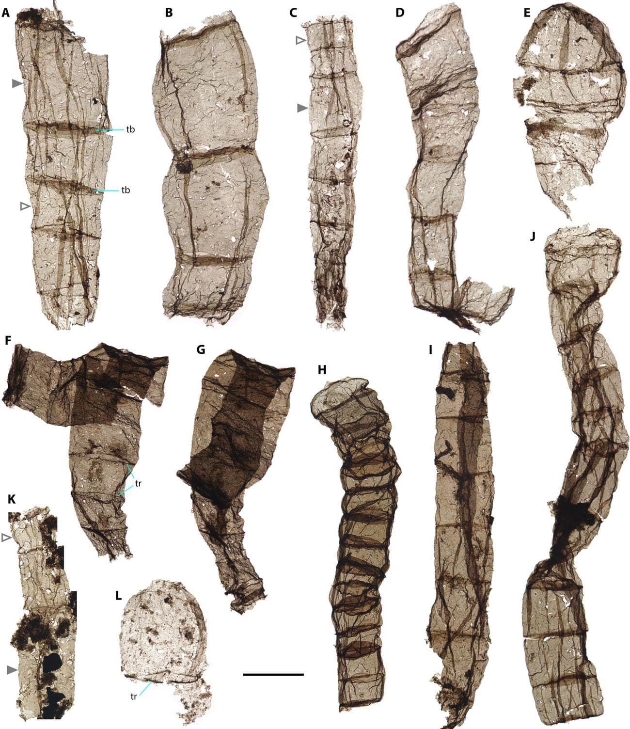 Μυστήριο με απολιθώματα ηλικίας 1,6 δισ. ετών - apolithomata scaled - TechWar.GR