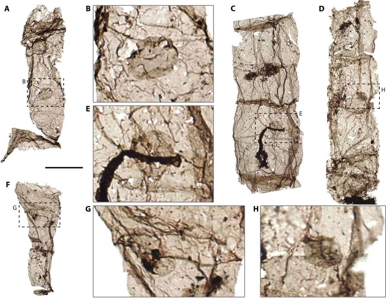 Μυστήριο με απολιθώματα ηλικίας 1,6 δισ. ετών - apolithomata2 scaled - TechWar.GR
