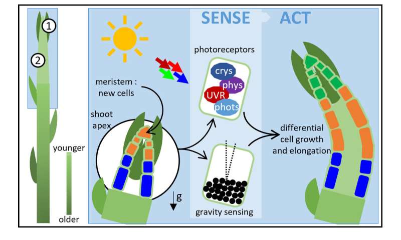 Το πρωτοποριακό ρομπότ που μοιάζει με φίδι και εκτυπώνει 3D το σώμα του για να μεγαλώσει  - novel snake like robot 1 - TechWar.GR