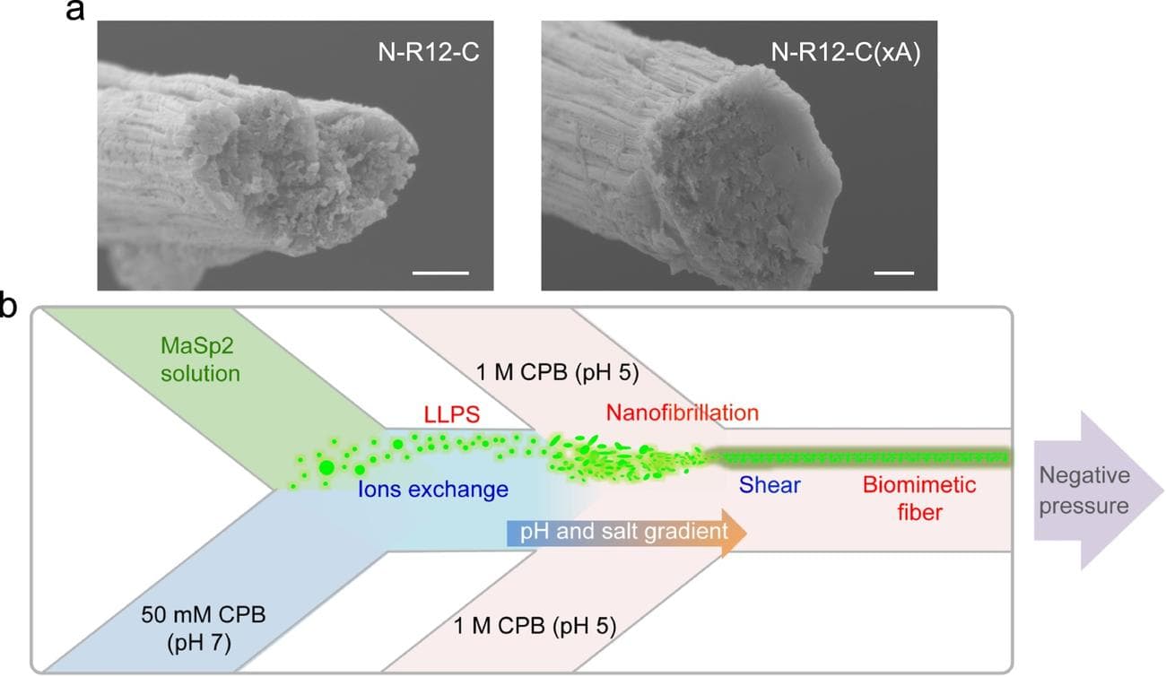 Ο ιστός του Spider-Man γίνεται πραγματικότητα - spider silk - TechWar.GR