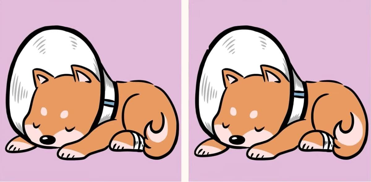 Τεστ παρατηρητικότητας διαφορές σκύλος 