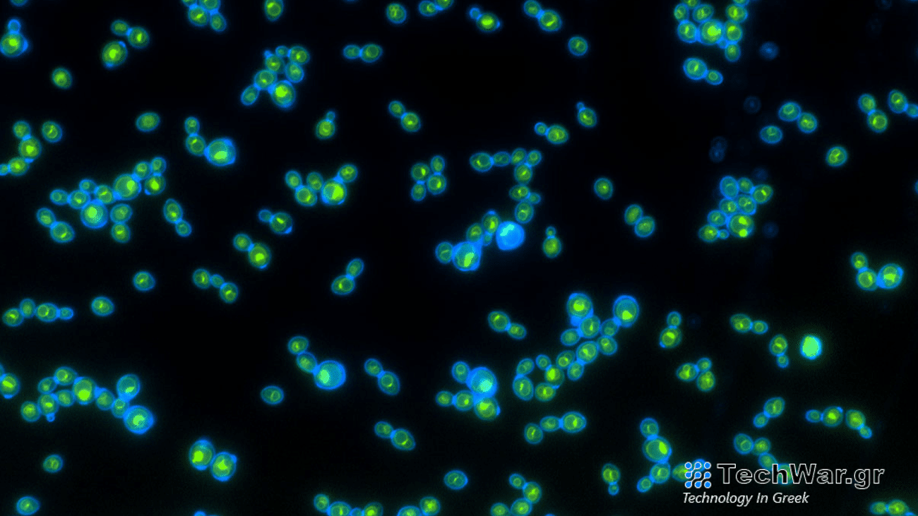 Green rhodopsin proteins inside the blue cell walls help these yeast grow faster when exposed to light.