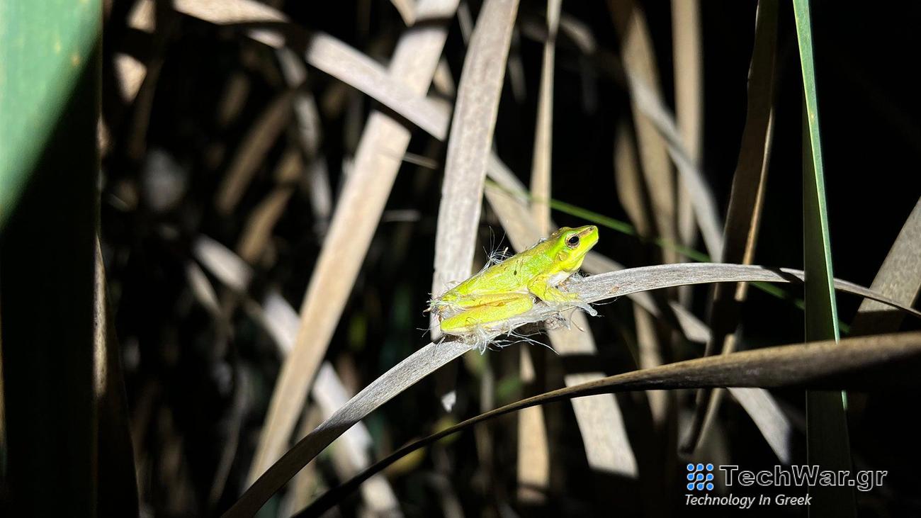 An Eastern dwarf tree frog covered in seeds.