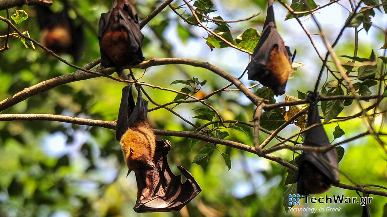 Fruit bats hanging on tree branches in daylight in Bangladesh on November 6, 2023.